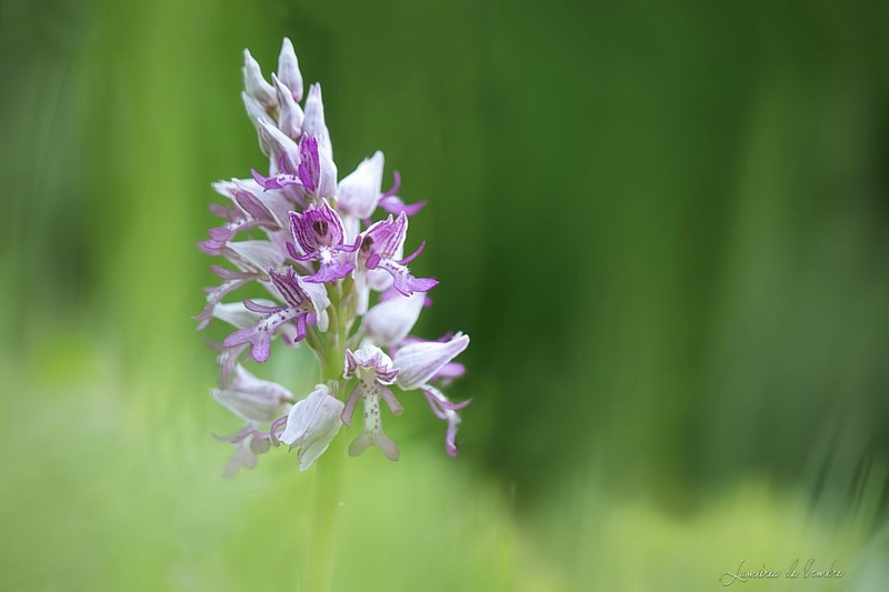 wb_Orchis_20180430_1179