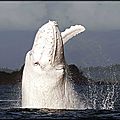 La baleine blanche vue en australie !...