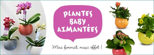 778x278_plantes-baby