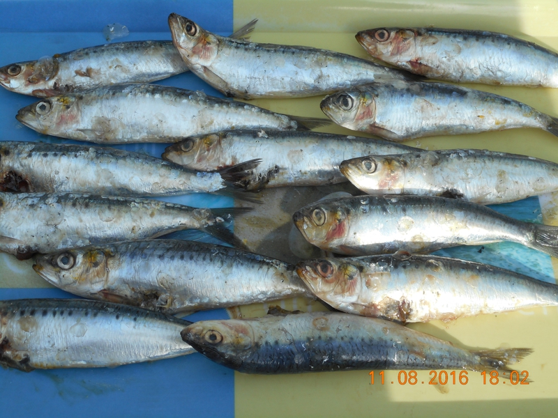 DSCN0262