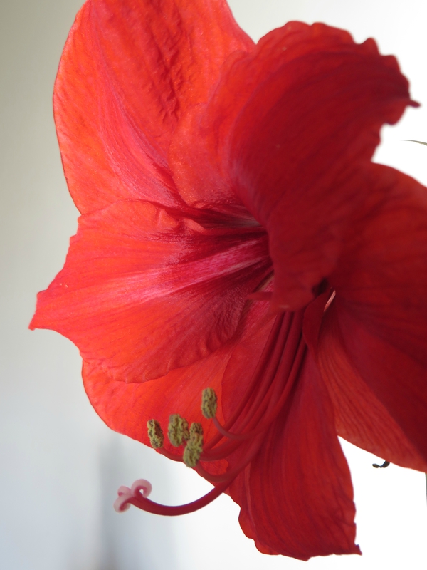 Amaryllis Royal Red