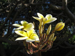 mus_e_de_tahiti_4