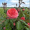 Fleurs dans les vignes