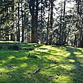 Plateau de sapins à Ichèus.