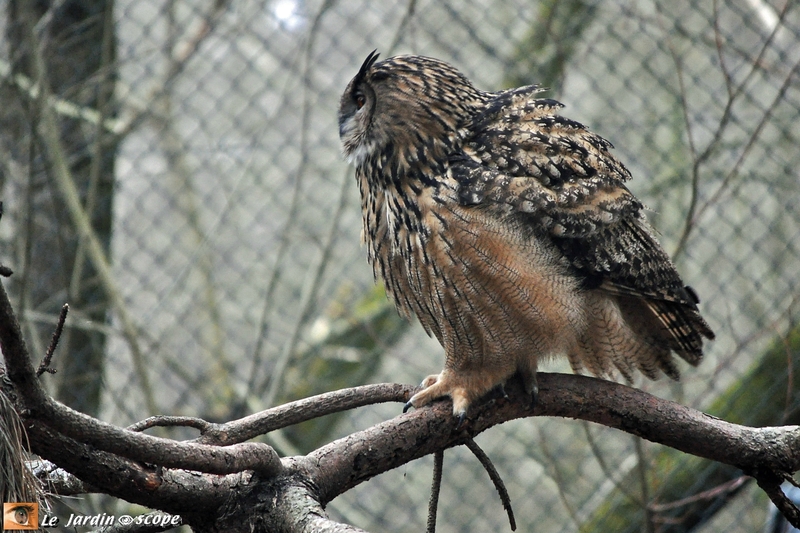 Hibou grand duc
