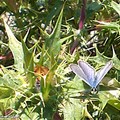 Beau papillon bleu