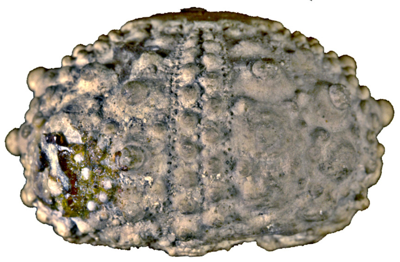 Tetragoniopygus petrocoriensis J00946a