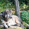 Loup gris d'Europe - Canis lupus lupus (1)
