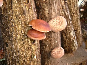shiitake