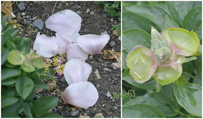 Rose63Pétales en croix Mai 2019