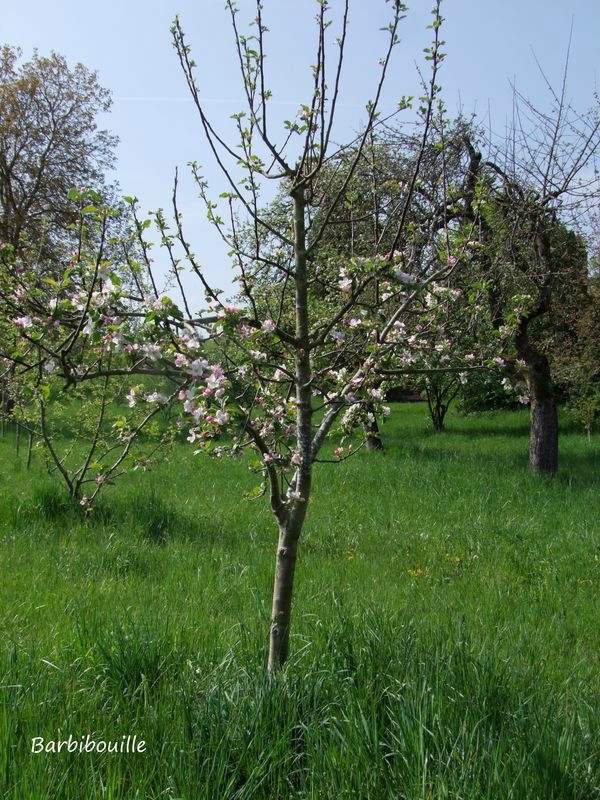 pommier20 Avril