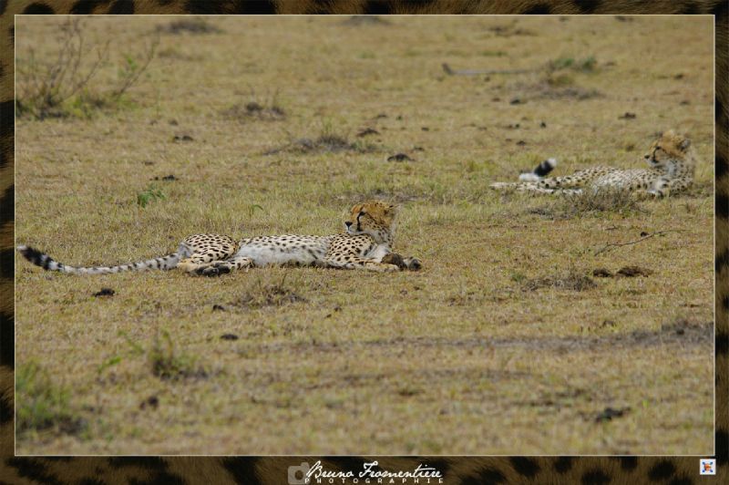 Guepard 4b