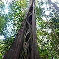 sentier_gros_arbres_vue