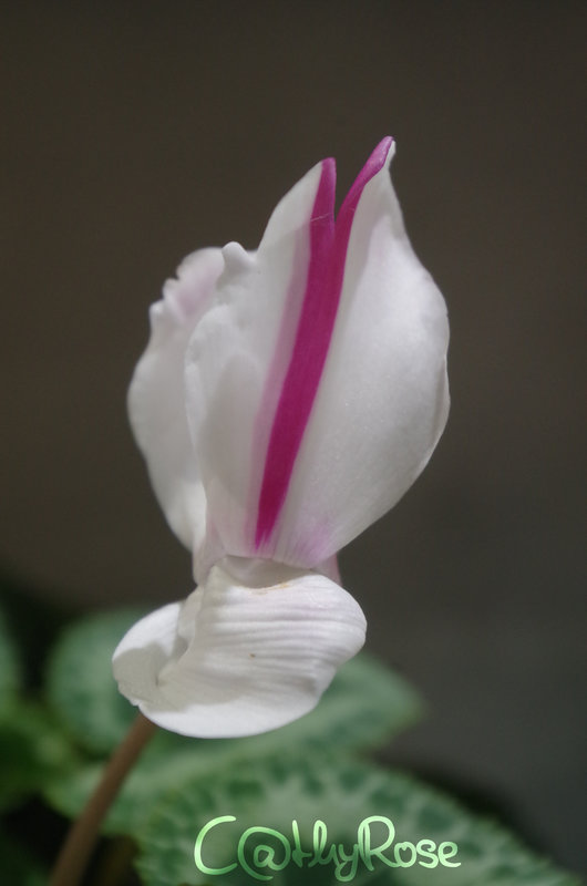 IMGP3166