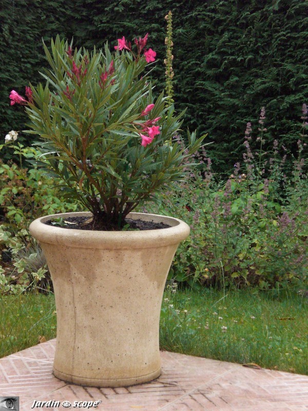 Laurier rose - Nerium oleander - Grand arbuste à longue floraison rose vif