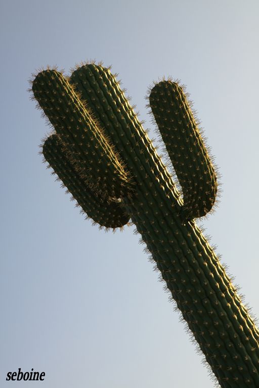 cactus_2__1024x768_