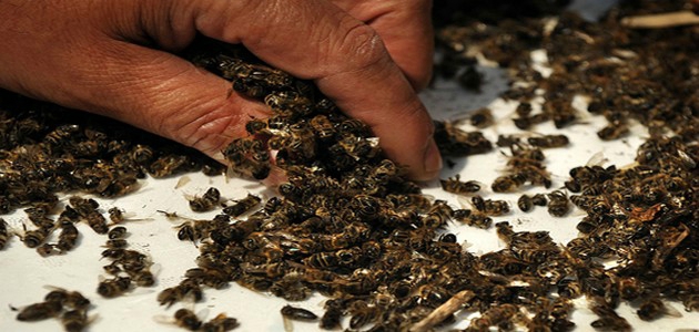 abeilles-mortes