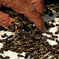 Des millions d’abeilles sont tombées raides mortes, après la plantation d’un champ de maïs ogm 