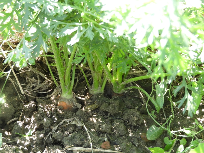Carottes
