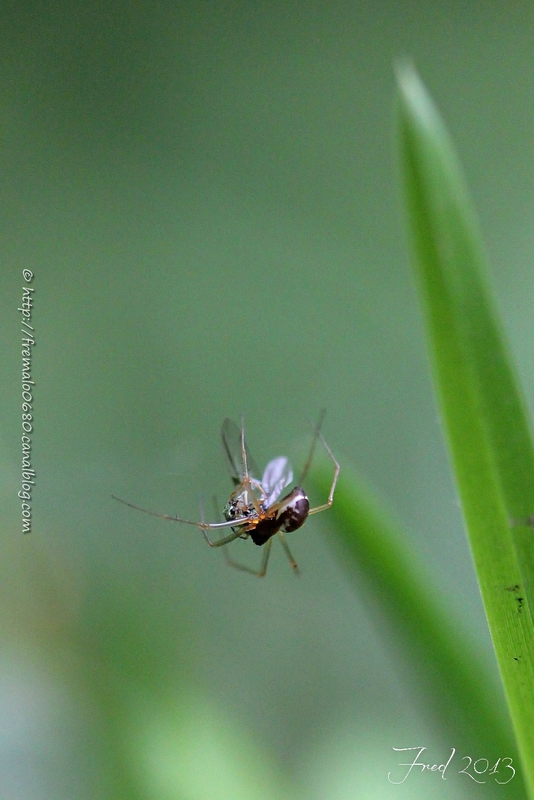 Linyphia sp