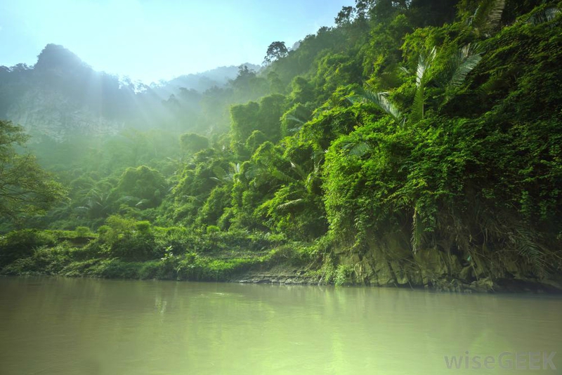 jungle-and-rainforest