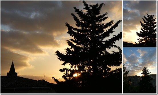 taille arbres4