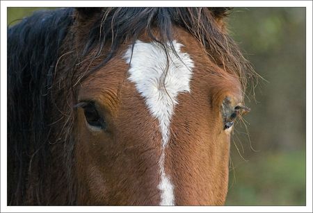 MP tete cheval 051209