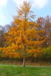 images_330