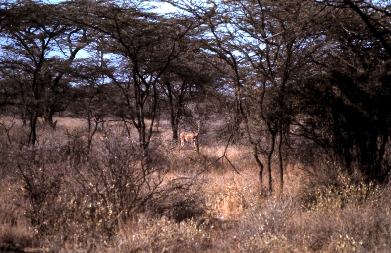 samburu gazelle