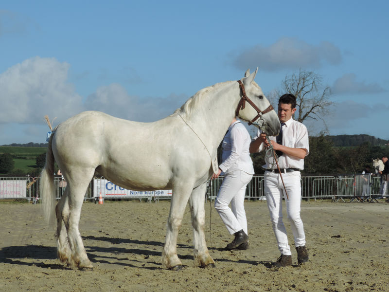 Janaelle de la Lys - 5 Septembre 2020 - National Boulonnais - Samer (62) - 2e (1 an - Livre A (nées le 1er Mai 2019 et après))