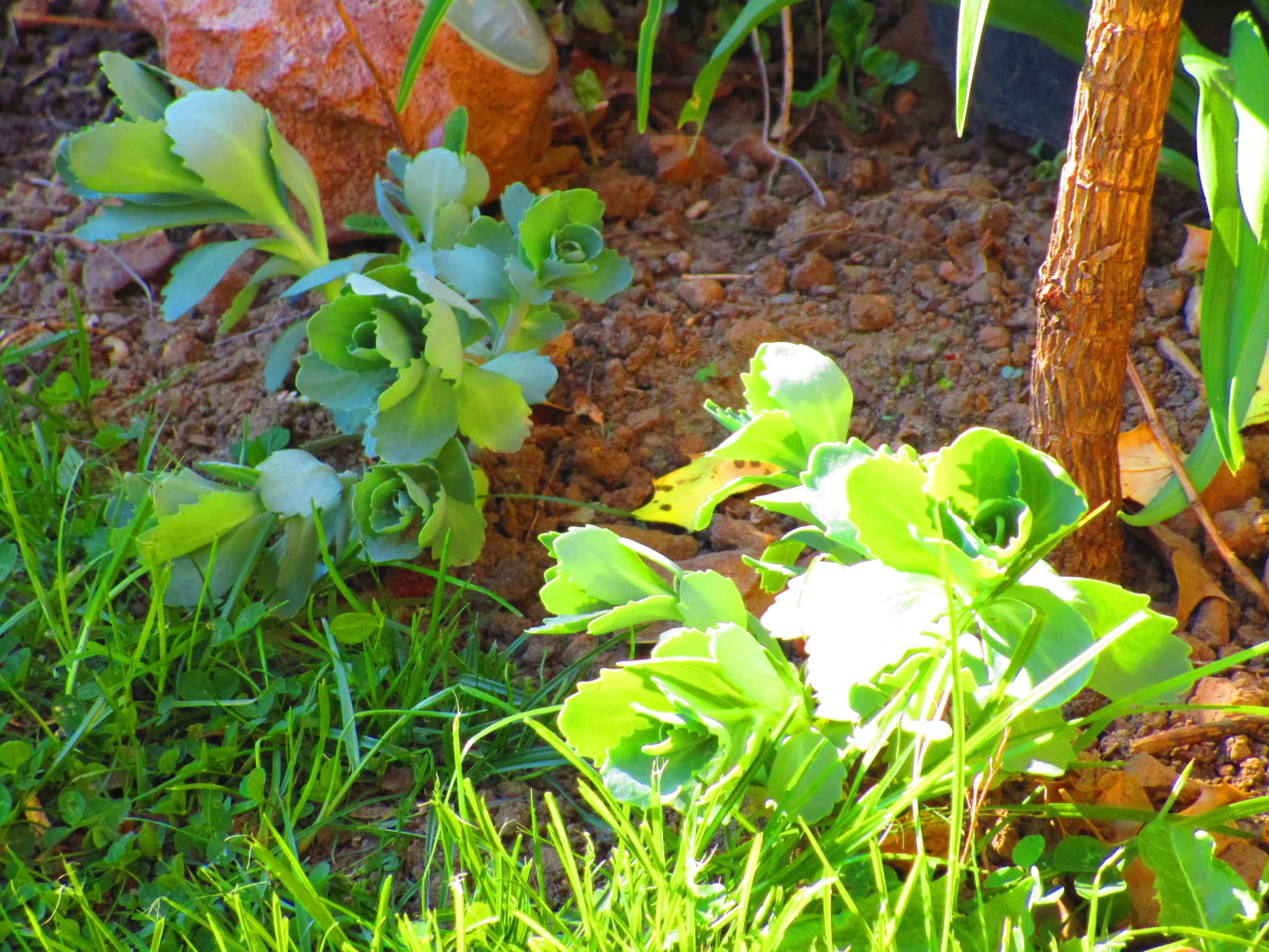 kalanchoe-thyrsiflora succulente d interieur - Photo de Plantes grasses -  Laurène Geslin jardinière paysagiste