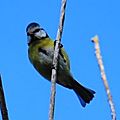 Mésange bleue, Cyanistes caeruleus