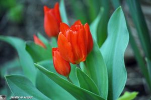 Tulipe-praestans