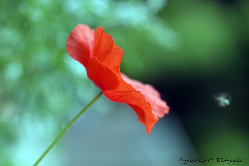 DSC_0946b