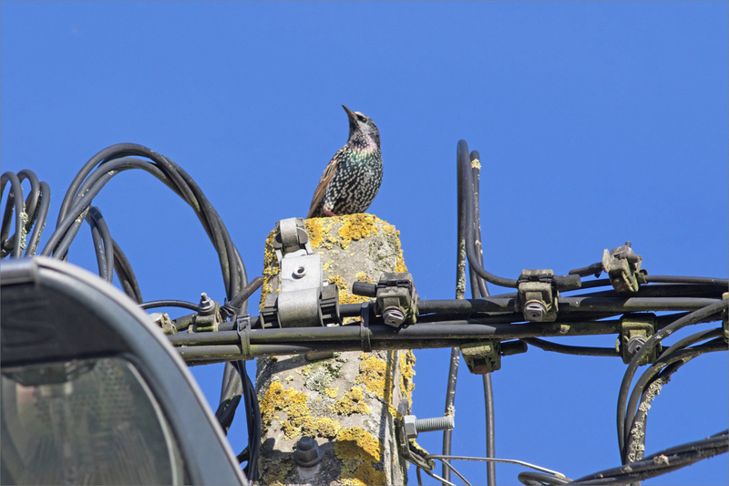 oiseau étourneau câbles poteau 071120