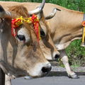 Transhumance