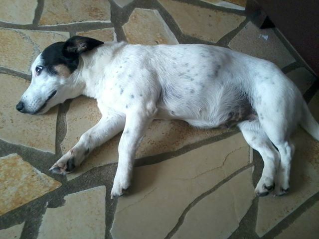 Notre Chienne Cali Est Enceinte Actualise La Ptite Maman Et Sa Tribu