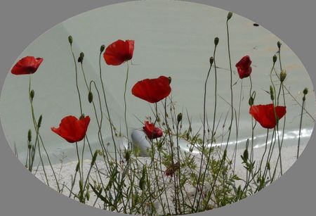 j_ai_descendu_ds_mon_jardin_16_phf
