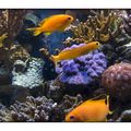 anthias0034_110609