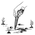 Plantoir