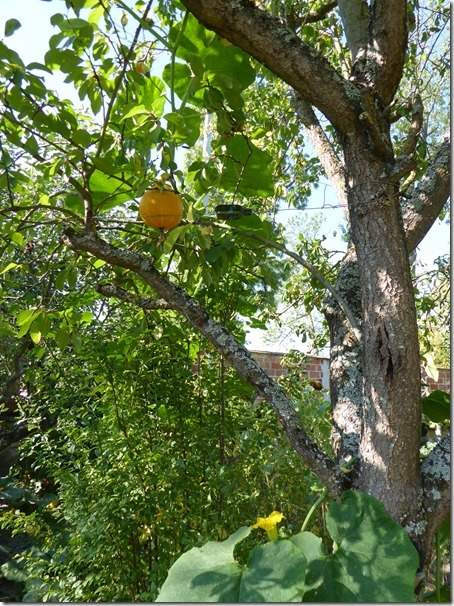 P1100778