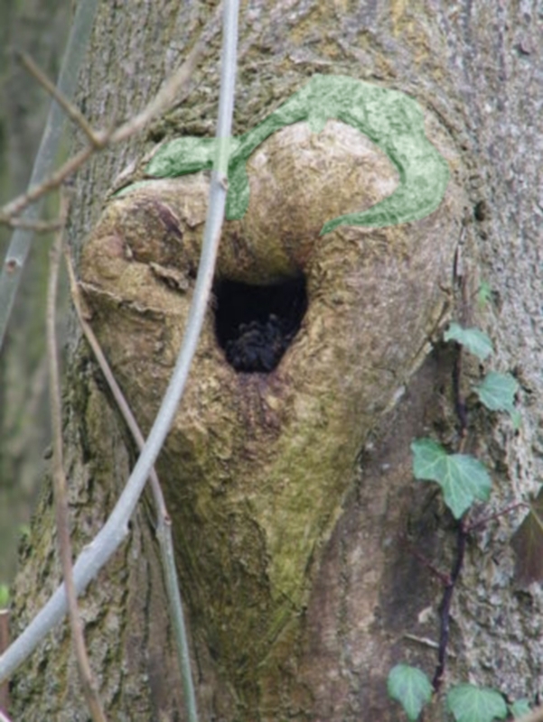 Trou arbre