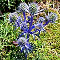 Chardon bleu des Pyrénées, eryngium bourgatii