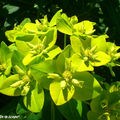 Euphorbia polychroma vert-acidulé