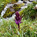 orchis-m-55
