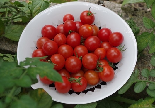 tomates cerises