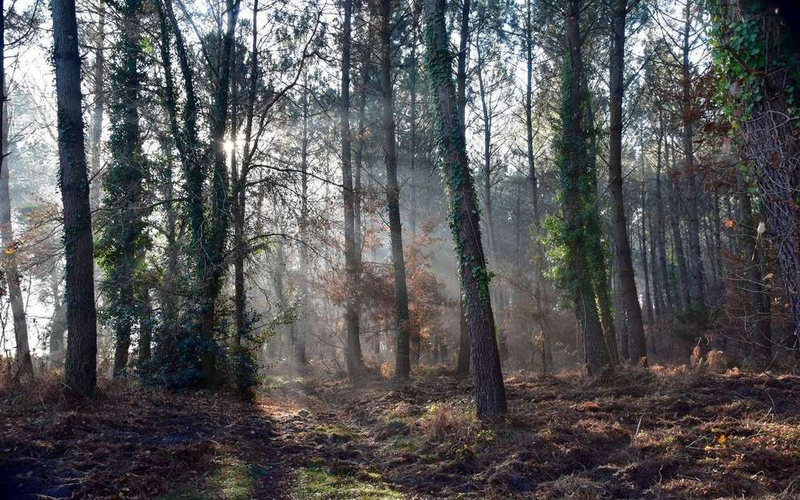 Photo-d'incroyables-interactions-existent-entre-les-arbres