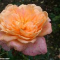 Rose 'Fragrant Surprise'