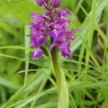 orchis mascula