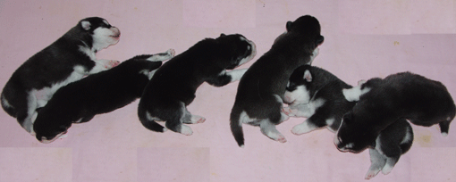 puppies_0902_04